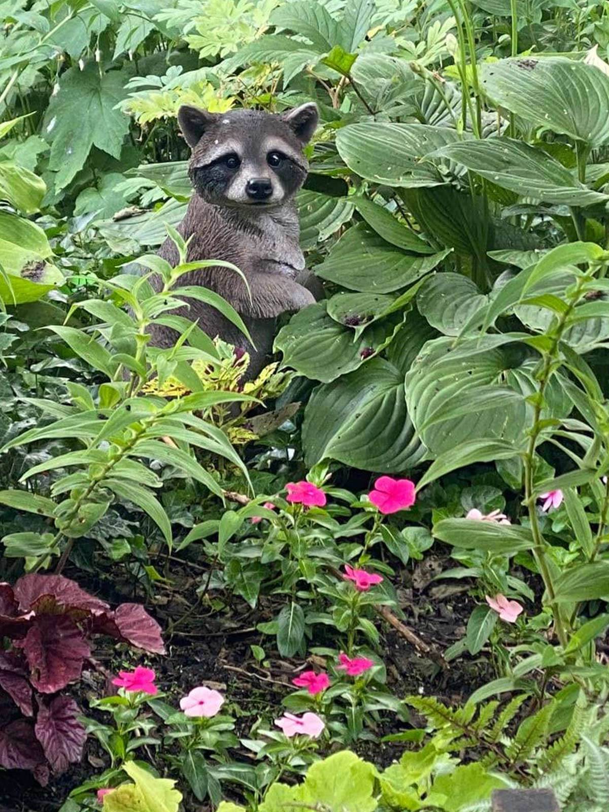 pd-gallery-racoon